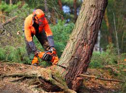 How Our Tree Care Process Works  in  Fish Hawk, FL